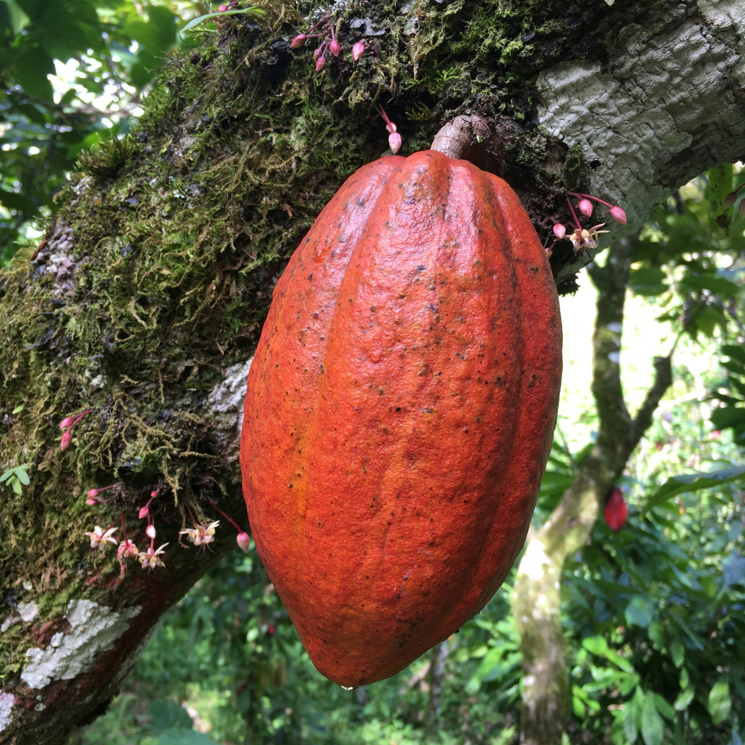 amazonas kakakofrukt amazonas kakakofrukt